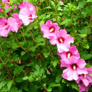 Ketmia syryjska Hibiscus syriacus 2