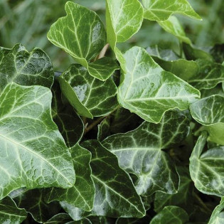 Bluszcz pospolity Thorndale Hedera helix