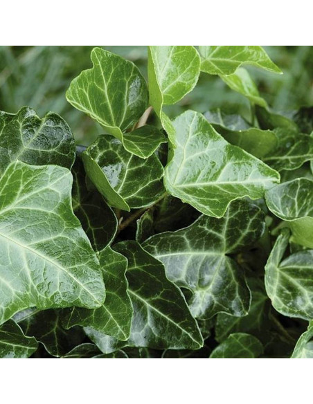 Bluszcz pospolity Thorndale Hedera helix