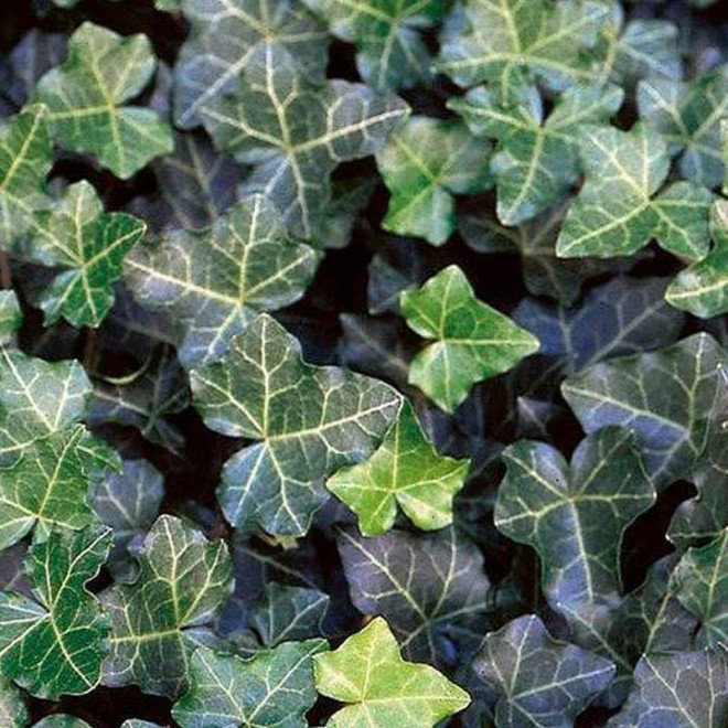 Bluszcz pospolity Hedera helix Thorndale