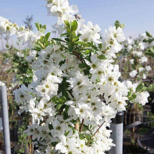 Obiela The Bride Exochorda