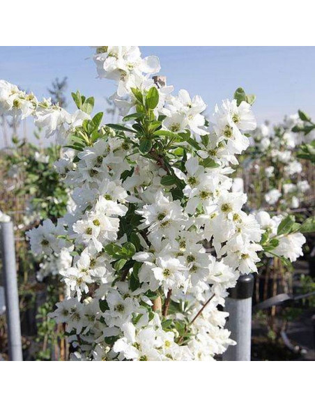 Obiela The Bride Exochorda