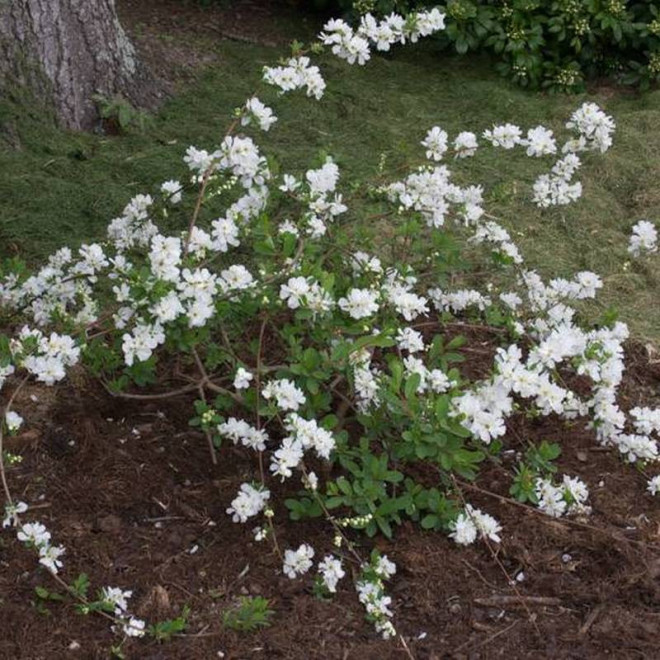 The Bride Exochorda Obiela