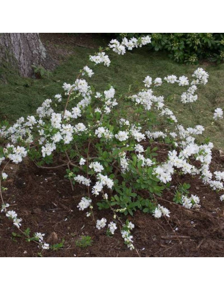 The Bride Exochorda Obiela