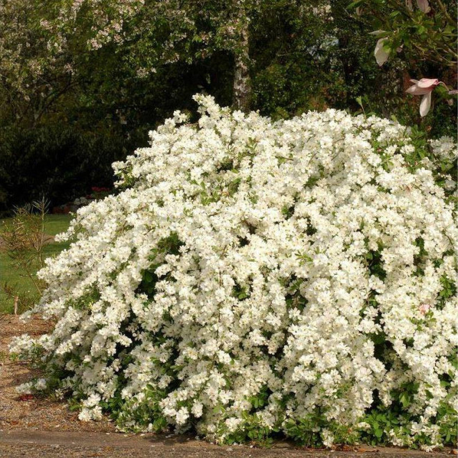 Obiela Exochorda The Bride