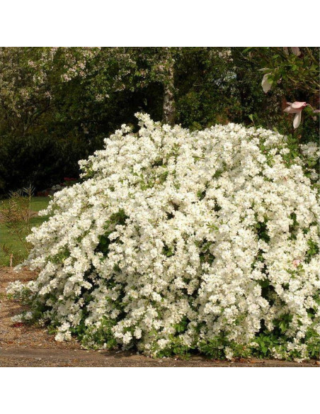 Obiela Exochorda The Bride