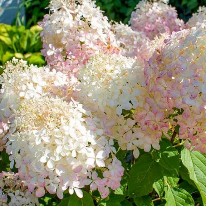 Hydrangea paniculata Hortensja bukietowa Phantom