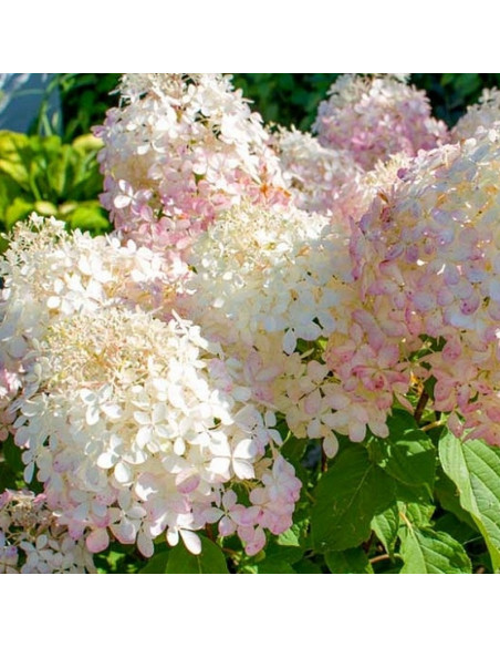 Hydrangea paniculata Hortensja bukietowa Phantom