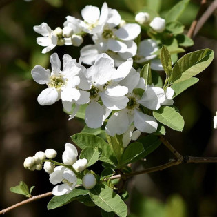 Exochorda racemosa Obiela groniasta
