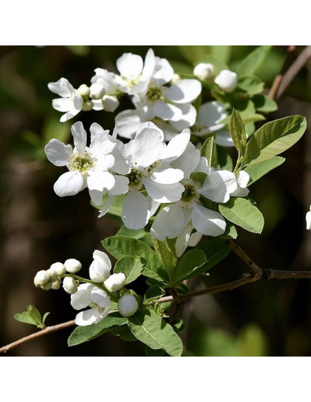 Exochorda racemosa Obiela groniasta