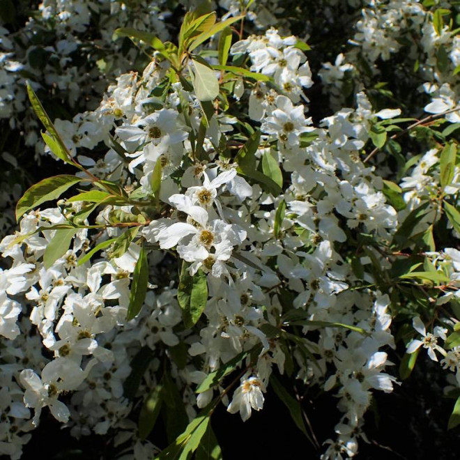 Obiela groniasta Exochorda racemosa