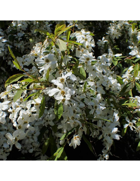 Obiela groniasta Exochorda racemosa