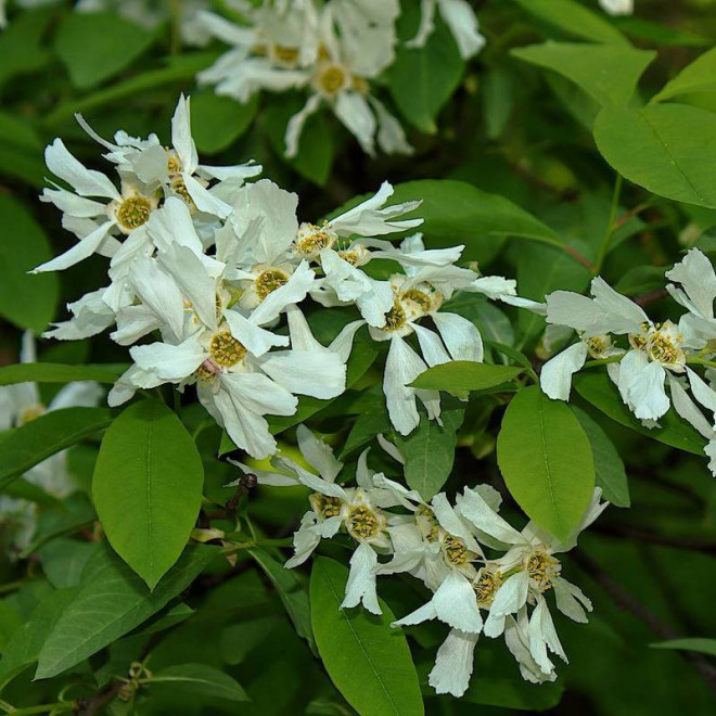 Exochorda Obiela racemosa groniasta