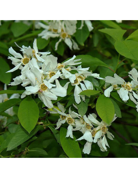 Exochorda Obiela racemosa groniasta
