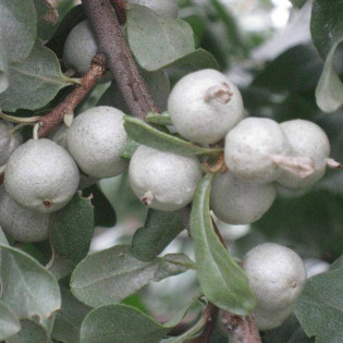 Elaeagnus commutata Oliwnik srebrzysty 2