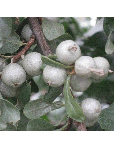 Oliwnik srebrzysty Elaeagnus commutata