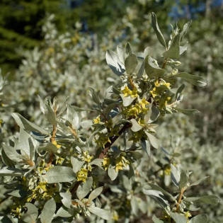 Elaeagnus commutata Oliwnik srebrzysty