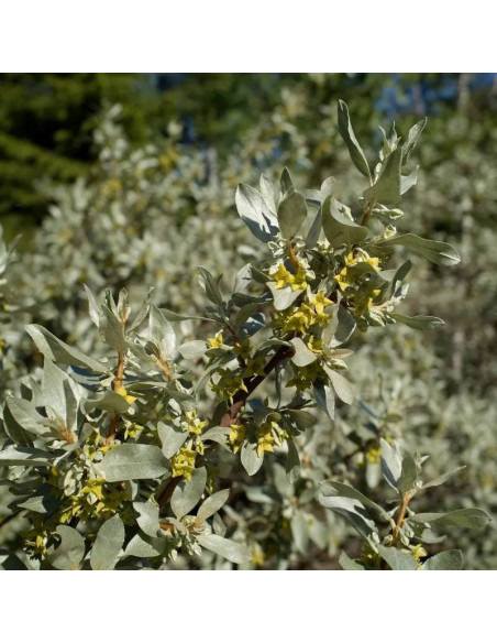 Elaeagnus commutata Oliwnik srebrzysty