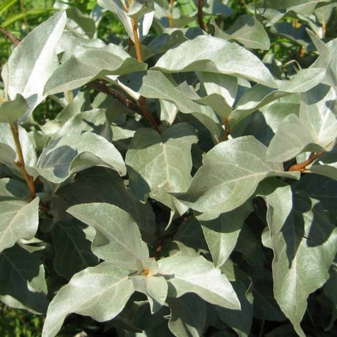 Oliwnik Elaeagnus srebrzysty commutata