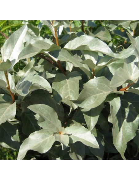 Oliwnik Elaeagnus srebrzysty commutata