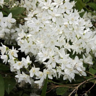 Deutzia gracilis Żylistek wysmukły
