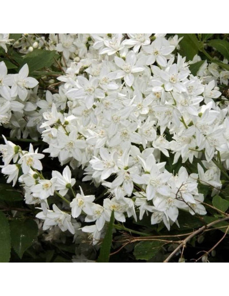 Deutzia gracilis Żylistek wysmukły