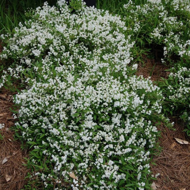 Żylistek wysmukły Deutzia gracilis