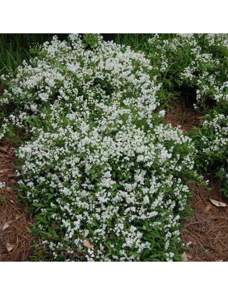 Żylistek wysmukły Deutzia gracilis