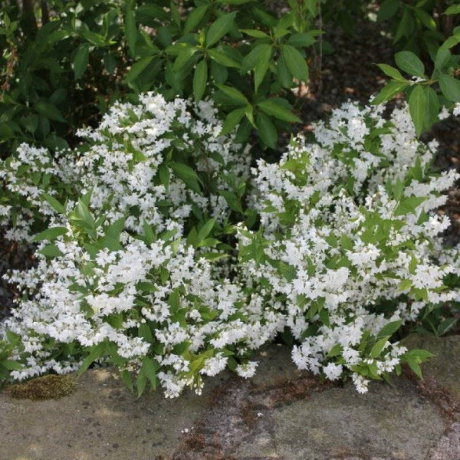 Żylistek Deutzia wysmukły gracilis