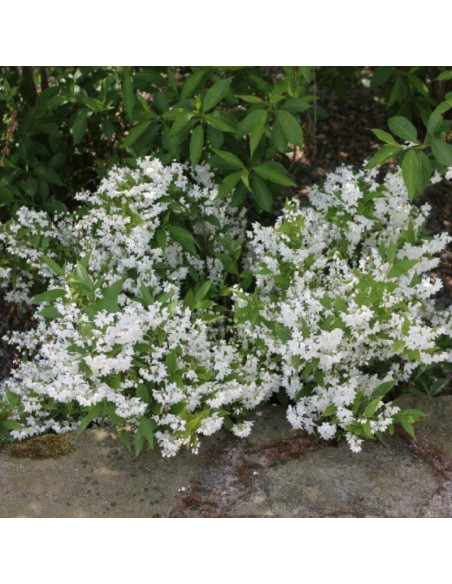 Żylistek Deutzia wysmukły gracilis