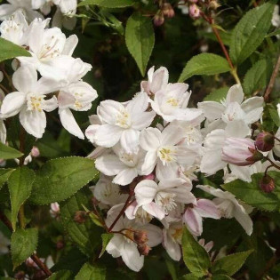 Żylistek różowy Campanulata Deutzia rosea