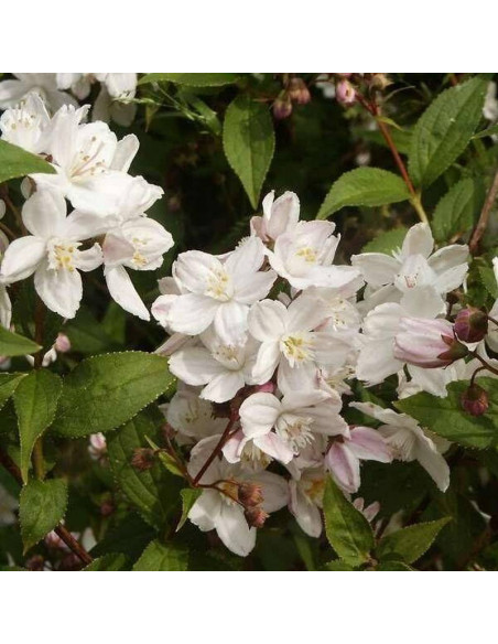 Żylistek różowy Campanulata Deutzia rosea