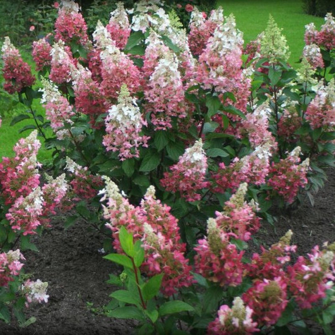 Pink Diamond Hortensja bukietowa Hydrangea paniculata