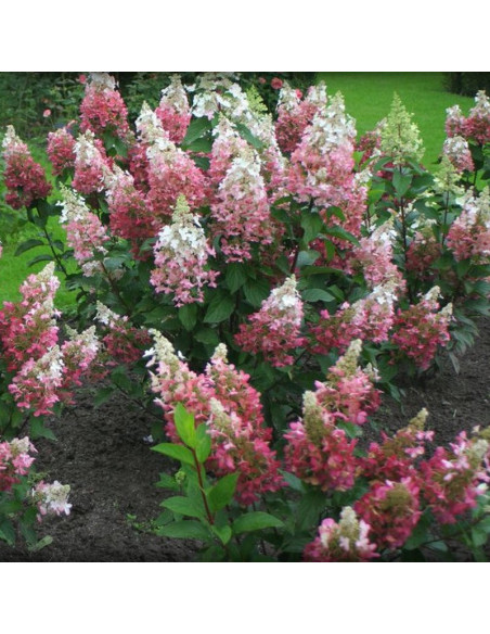 Pink Diamond Hortensja bukietowa Hydrangea paniculata