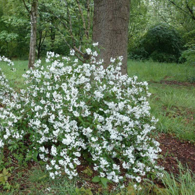 Campanulata Deutzia rosea Żylistek różowy