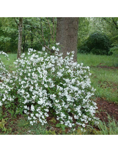 Campanulata Deutzia rosea Żylistek różowy