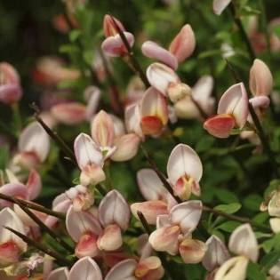Żarnowiec Zeelandia Cytisus