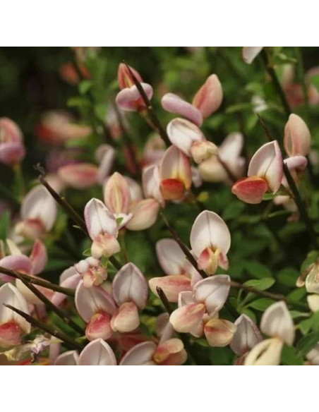 Żarnowiec Zeelandia Cytisus