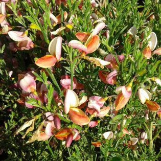 Żarnowiec Zeelandia Cytisus 2
