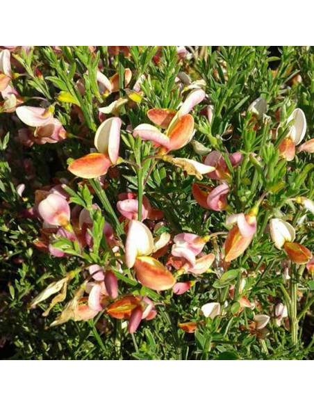 Żarnowiec Cytisus Zeelandia