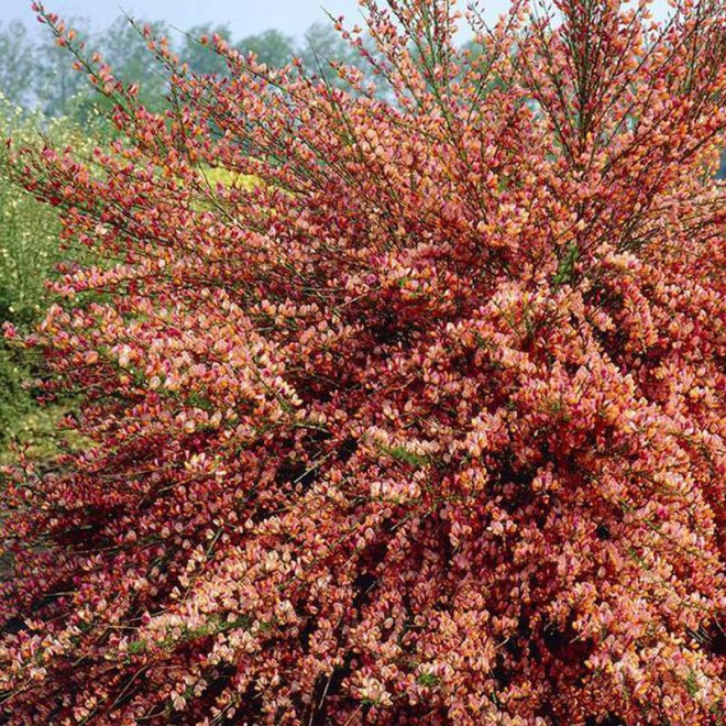 Żarnowiec Zeelandia Cytisus  - Szkółka Florela