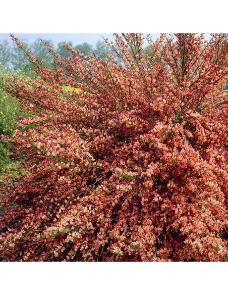 Żarnowiec Zeelandia Cytisus  - Szkółka Florela