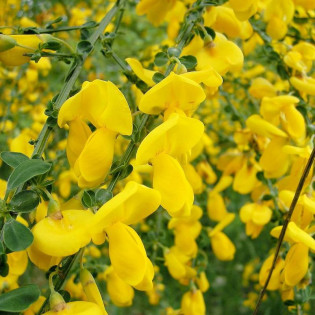 Żarnowiec miotlasty Vanesse Cytisus scoparius