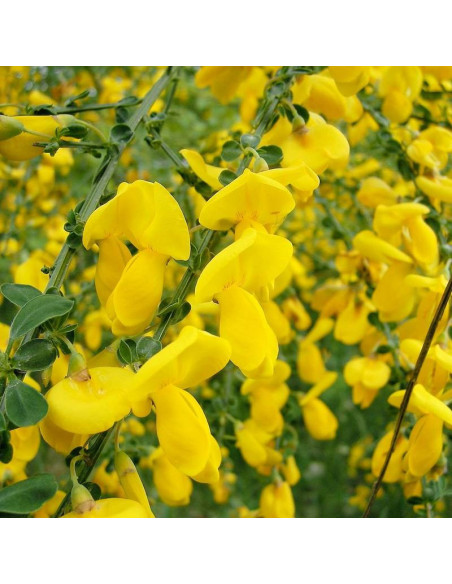 Żarnowiec miotlasty Vanesse Cytisus scoparius