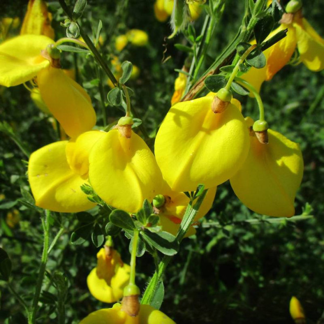 Vanesse Cytisus scoparius Żarnowiec miotlasty