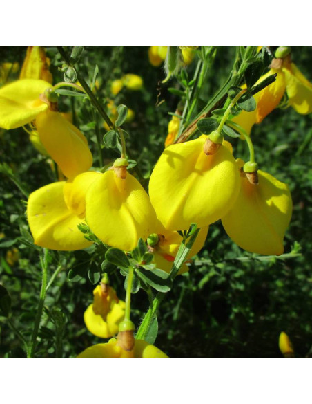Vanesse Cytisus scoparius Żarnowiec miotlasty