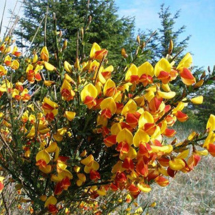 Żarnowiec Andreanus Cytisus