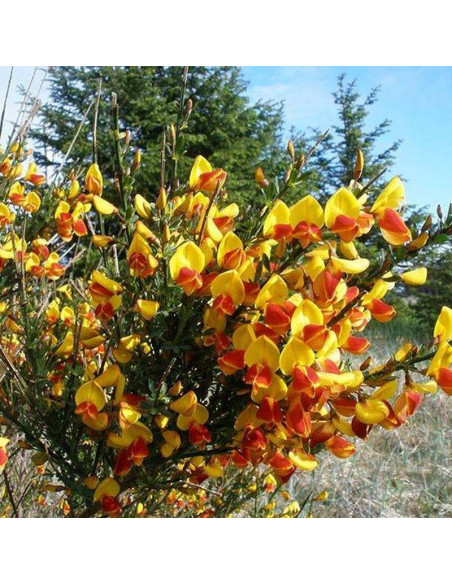 Żarnowiec Andreanus Cytisus
