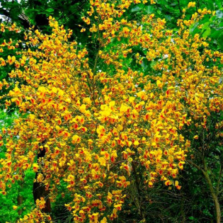 Żarnowiec Andreanus Cytisus 2