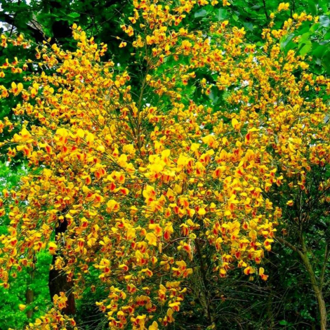 Andreanus Cytisus Żarnowiec